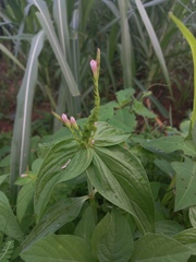 Spigelia anthelmia
