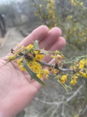Berberis trifoliolata