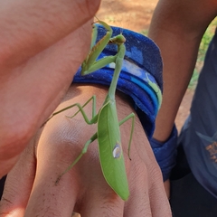 Stagmatoptera hyaloptera