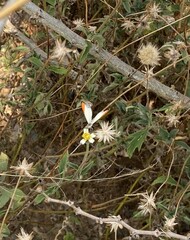 Colotis