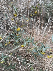 Berberis trifoliolata