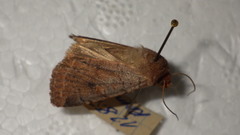 Protolampra sobrina