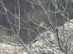 Fringilla coelebs