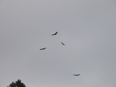 Gyps fulvus