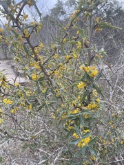 Berberis trifoliolata