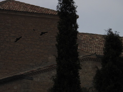 Corvus monedula