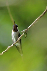 Heliomaster longirostris