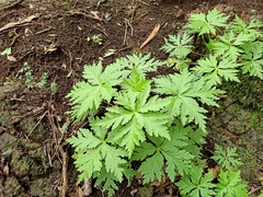 Geranium reuteri image