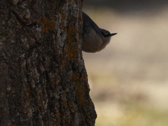 Sitta europaea