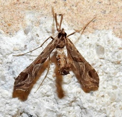 Lineodes interrupta