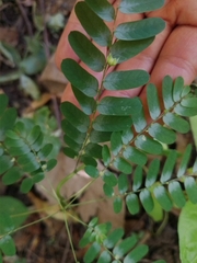 Phyllanthus niruri