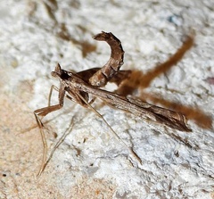 Lineodes interrupta