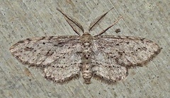 Pimaphera sparsaria