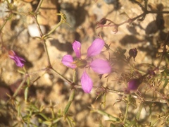 Fagonia laevis