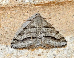 Digrammia continuata