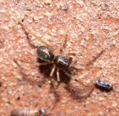 Phrurolithus