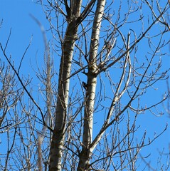 Dendrocopos major