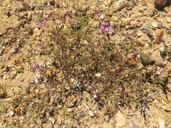 Fagonia laevis