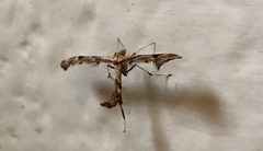 Platyptilia carduidactylus