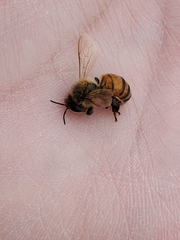 Apis mellifera
