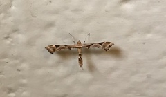 Platyptilia carduidactylus