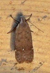 Anacampsis