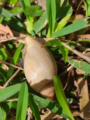 Euglandina rosea