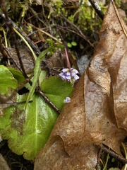Veronica regina-nivalis