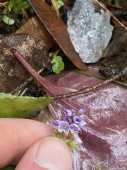 Veronica regina-nivalis