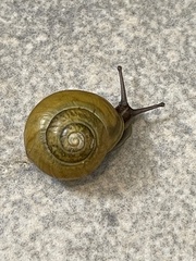 Cepaea hortensis