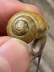 Cepaea hortensis