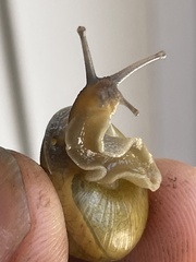 Cepaea hortensis