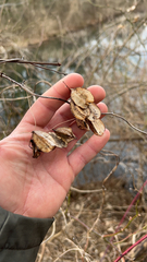 Dioscorea villosa