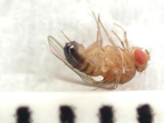 Drosophila melanogaster