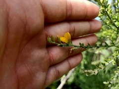 Genista canariensis image