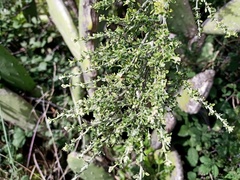 Genista canariensis image