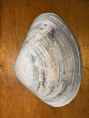 Tivela stultorum