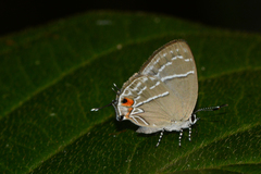 Thestius epopea