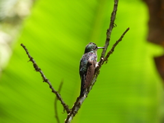 Thalurania colombica