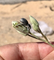 Ophryastes argentatus
