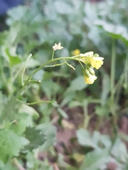 Brassicaceae