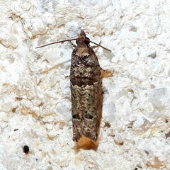 Pseudexentera knudsoni