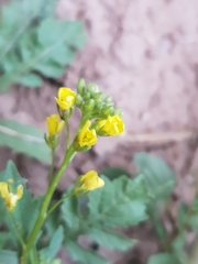 Brassicaceae