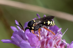 Nomada flavopicta