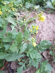 Brassicaceae