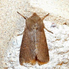 Orthosia annulimacula