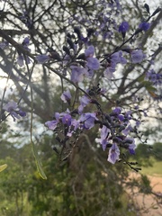 Bowdichia virgilioides