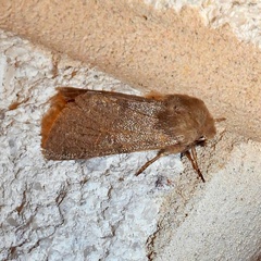 Orthosia annulimacula