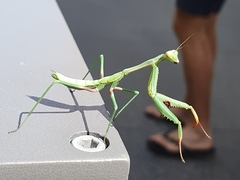 Pseudomantis