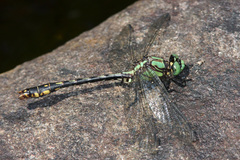 Ophiogomphus mainensis